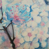 Цветущая вишня, Масляная пастель, холст 60х60 см, 2014