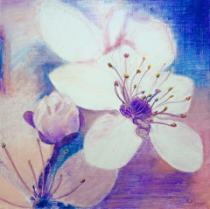 Цветение вишни, Масляная пастель, холст 60х60 см, 2015